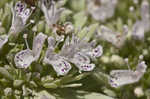 Clustered mountainmint